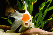FSH 01 JE0009 01
Lionhead Goldfish Swimming In Aquarium