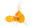 FSH 01 JE0010 01
Bubble-Eyed Goldfish On White Seamless