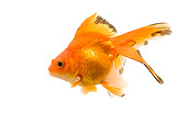 FSH 01 JE0011 01
Goldfish On White Seamless Profile