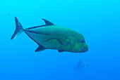 FSH 01 JM0046 01
Black Jack Fish Swimming Mexico