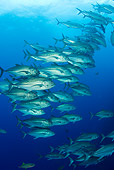 FSH 01 JM0047 01
School Of Bigeye Trevally Fish Swimming Mexico