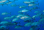 FSH 01 JM0048 01
School Of Bigeye Trevally Fish Swimming Mexico