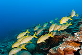FSH 01 JM0049 01
School Of Mexican Goatfish Swimming Mexico