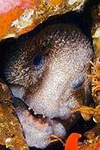 FSH 01 JM0050 01
Head Shot Of Wolf Eel Alaska
