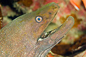 FSH 01 JM0051 01
Head Shot Of Fine-Spotted (AKA Speckled) Moray Eel Mexico