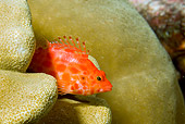 FSH 01 JM0053 01
Coral Hawkfish By Coral Mexico