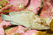 FSH 01 JM0054 01
Flag Cabrilla (AKA Starry Grouper) By Coral Mexico