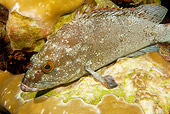 FSH 01 JM0055 01
Flag Cabrilla (AKA Starry Grouper) By Coral Mexico