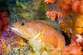 FSH 01 JM0058 01
Rockfish By Rocks And Coral Alaska