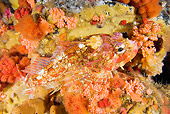 FSH 01 JM0059 01
Red Irish Lord By Rocks And Coral Alaska