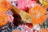 FSH 01 JM0061 01
Sculpin By Rocks And Anemones Alaska