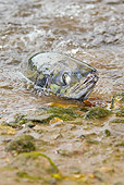 FSH 01 JM0064 01
Spawning Chum Salmon In River Alaska