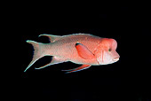 FSH 01 JM0065 01
Mexican Hogfish Swimming In Ocean At Night Mexico