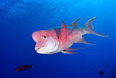 FSH 01 JM0066 01
Mexican Hogfish Swimming In Ocean Mexico