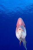 FSH 01 JM0067 01
Mexican Hogfish Swimming In Ocean Mexico