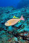 FSH 01 JM0068 01
Redtail Triggerfish Swimming In Ocean Mexico