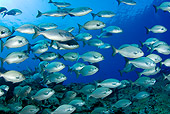 FSH 01 JM0069 01
School Of Blue-Bronze Sea Chub Swimming In Ocean Mexico