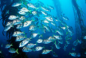 FSH 01 JM0070 01
School Of Sargo Swimming In Ocean Mexico