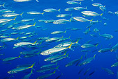 FSH 01 JM0071 01
School Of Pacific Jack Mackerel Swimming In Ocean Mexico