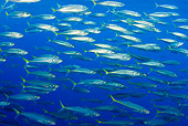 FSH 01 JM0072 01
School Of Pacific Jack Mackerel Swimming In Ocean Mexico