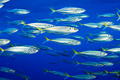 FSH 01 JM0073 01
School Of Pacific Jack Mackerel Swimming In Ocean Mexico