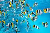 FSH 01 KH0001 01
School Of Pacific Double-Saddle Butterflyfish