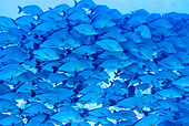FSH 01 KH0002 01
School Of Humpback Snappers