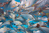 FSH 01 KH0003 01
School Of Humpback Snappers