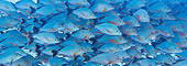 FSH 01 KH0004 01
School Of Humpback Snappers