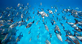 FSH 01 KH0005 01
School Of Humpback Snappers