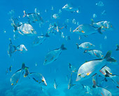 FSH 01 KH0006 01
School Of Humpback Snappers