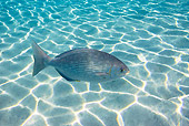 FSH 01 KH0007 01
Pacific Drummer Swimming In Tropical Ocean