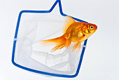 FSH 01 KH0011 01
Goldfish Escaping From Net In Aquarium