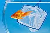 FSH 01 KH0012 01
Goldfish Escaping From Net In Aquarium