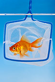 FSH 01 KH0013 01
Goldfish Escaping From Net In Aquarium