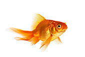 FSH 01 KH0014 01
Goldfish Swimming On White Seamless