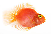 FSH 01 MH0001 01
Blood Parrot Fish In Studio