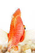 FSH 01 MH0002 01
Rear View Of Blood Parrot Fish In Studio