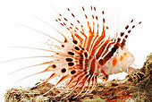 FSH 01 MH0004 01
Close Up Of Spotfin Lionfish In Studio