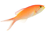 FSH 01 MH0006 01
Dispar Anthias In Studio