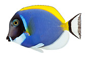 FSH 01 MH0009 01
Powder Blue Tang Fish In Studio