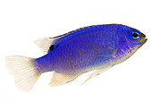 FSH 01 MH0013 01
Blue Damselfish In Studio