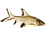 FSH 01 MH0014 01
Bala Shark In Studio