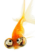 FSH 01 MH0015 01
Overhead View Of Celestial Eye Goldfish In Studio