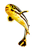 FSH 01 MH0017 01
Underneath View Of Young Oriental Sweetlips Fish In Studio
