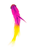 FSH 01 MH0018 01
Underneath View Of Royal Gramma Fish In Studio