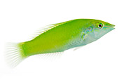 FSH 01 MH0020 01
Pastel Green Wrasse In Studio