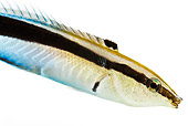 FSH 01 MH0023 01
Close Up Of Bluestreak Cleaner Wrasse In Studio