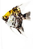 FSH 01 MH0024 01
Koi Angel Fish In Studio
