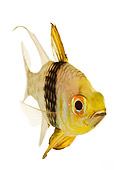 FSH 01 MH0025 01
Close Up Of Pajama Cardinalfish In Studio